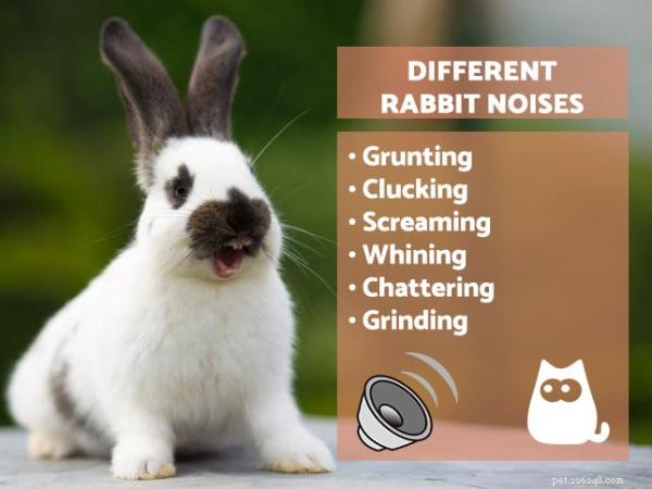 Por que meu coelho está fazendo barulho?