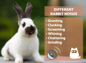 Waarom maakt mijn konijn geluiden?
