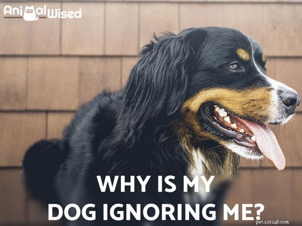 Meu cachorro continua me ignorando - O que devo fazer?