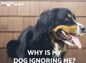 私の犬は私を無視し続けます-私は何をすべきですか？ 