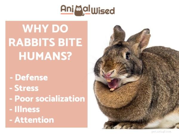 Почему кролики кусают людей?