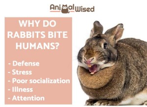 Por que os coelhos mordem humanos?