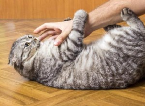 猫が後ろ足で噛んだり蹴ったりするのはなぜですか？ 