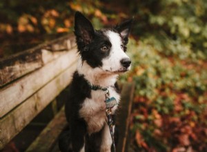 Mijn hond laat andere honden niet aan hun kont snuffelen