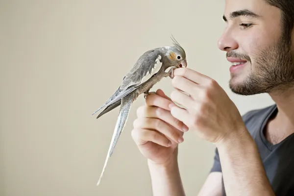 Waarom bijt mijn papegaai me ineens?