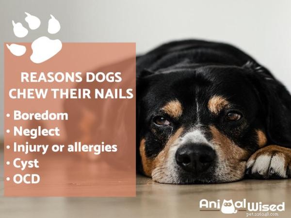 Min hund fortsätter att tugga på naglarna – är detta normalt?