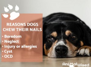 Min hund fortsätter att tugga på naglarna – är detta normalt?