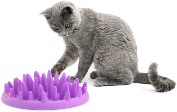 Les meilleurs jouets distributeurs de friandises pour chat