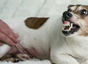 Mon chien est agressif après la stérilisation