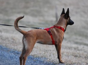 Is een halsband of tuigje beter voor uw hond?