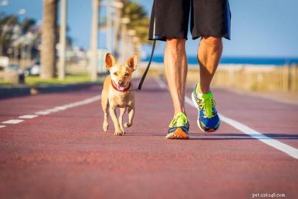 Výcvik vašeho psa, aby běžel vedle vás