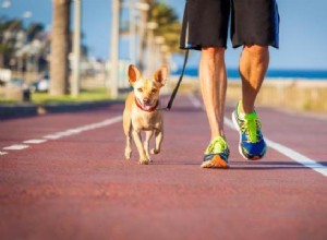 Je hond trainen om naast je te rennen