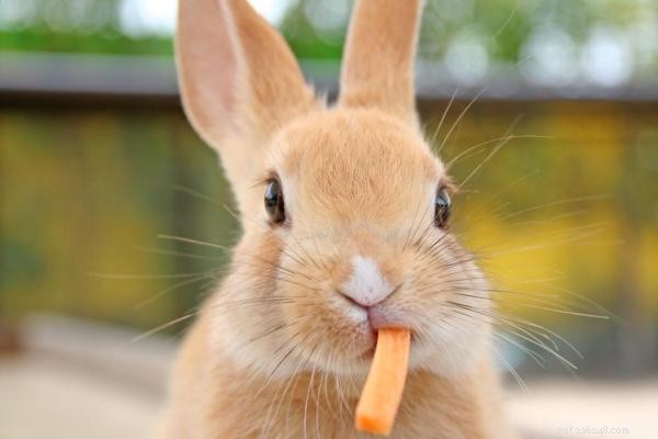 De beste traktaties en snacks voor konijnen