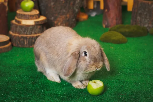 I migliori snack e snack per conigli