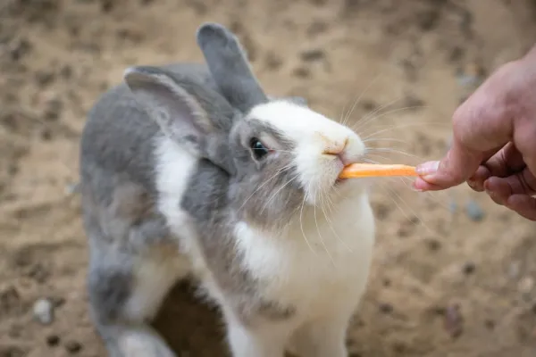 De beste traktaties en snacks voor konijnen