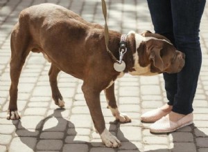 Min hund är rädd för bilar och trafik