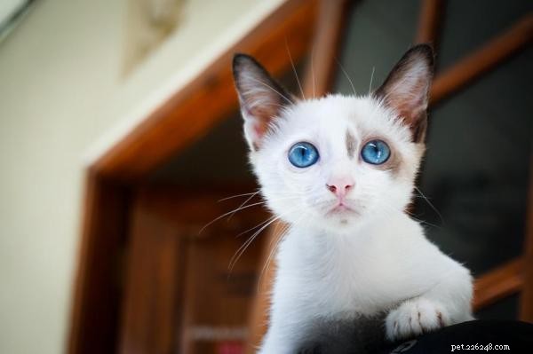 Úzkost ze separace koček – příčiny, příznaky a léčba