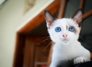 Úzkost ze separace koček – příčiny, příznaky a léčba
