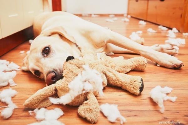 Il mio cane distrugge i loro giocattoli