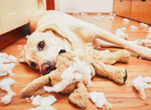 Mon chien détruit ses jouets