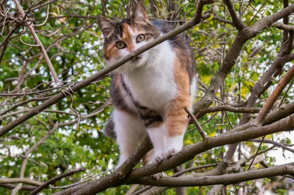 Hoe u een kat kunt stoppen met het beklimmen van gordijnen, muren en meer
