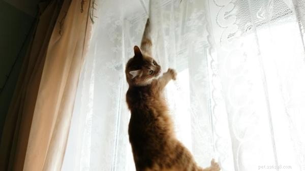 Come fermare un gatto che si arrampica su tende, muri e altro