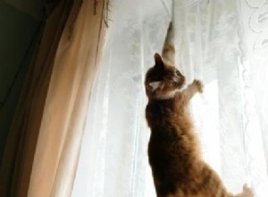 Como impedir um gato de escalar cortinas, paredes e muito mais