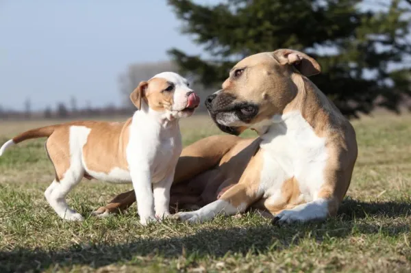 12 types d agressivité chez les chiens