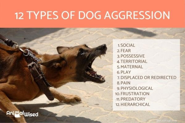 12 tipos de agressão de cães