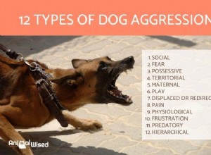 12 tipos de agressão de cães