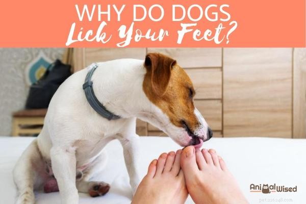 Perché i cani ti leccano i piedi?