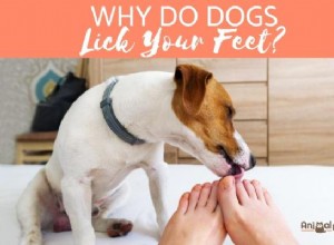 Por que os cães lambem seus pés?