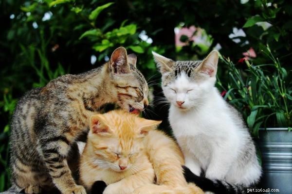 家に3匹目の猫を紹介する方法 