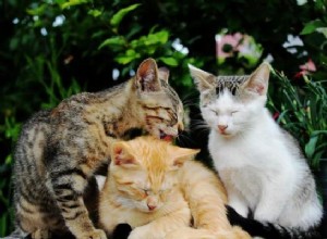 家に3匹目の猫を紹介する方法 