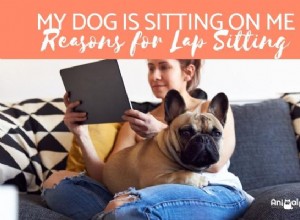 내 개가 내 위에 앉는 것을 좋아하는 이유는 무엇입니까?