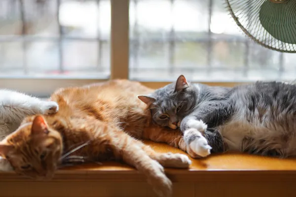 Hoe zorg je ervoor dat katten met elkaar kunnen opschieten als je kat andere katten niet leuk vindt
