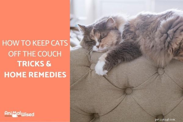 Как держать кошек подальше от спинки дивана