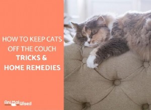 Hur man håller katter borta från soffan