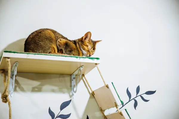 Come tenere i gatti fuori dal divano