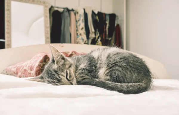 Proč moje kočka pořád kaká na postel?