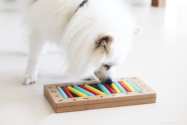 퍼즐 게임은 강아지에게 어떤 도움이 됩니까?