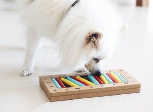 パズルゲームはあなたの犬をどのように助けますか？ 