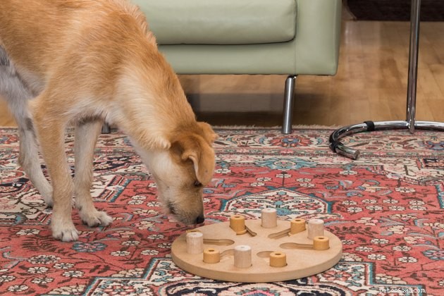 Como os jogos de quebra-cabeça ajudam seu cachorro?
