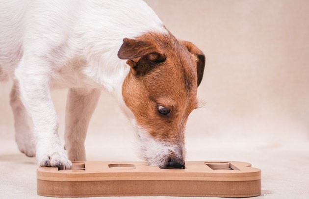 Hur hjälper pusselspel din hund?