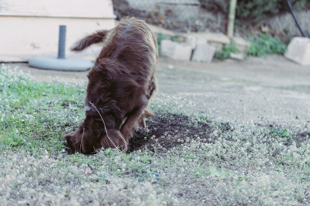 Perché (alcuni) cani amano scavare?