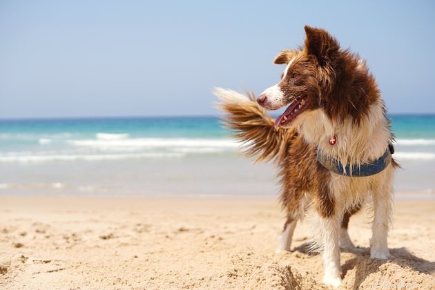 Indo para a praia com seu cachorro? Aqui estão nossas 5 principais dicas