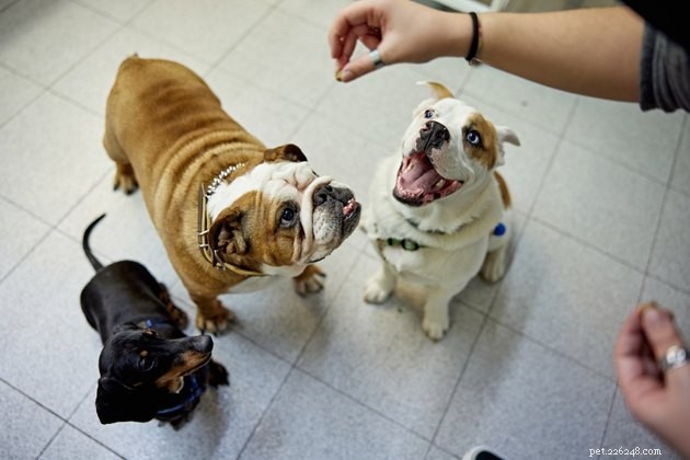 6 mythes sur le comportement canin, brisés