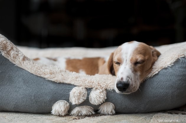 Waarom graven honden in hun bed?