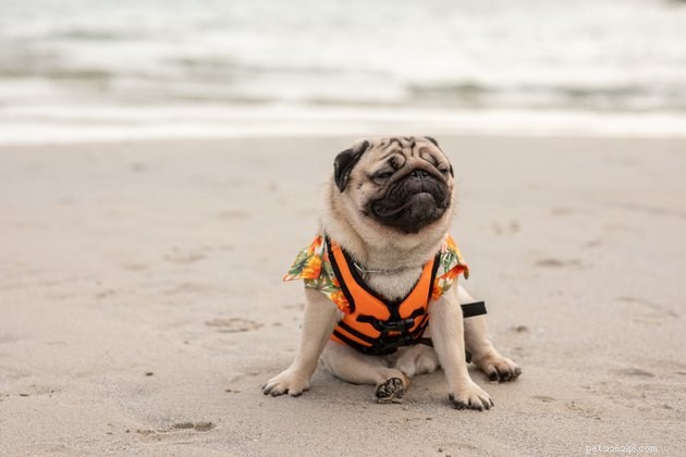강아지와 함께 해변으로 가시나요? 다음은 최고의 5가지 팁입니다.