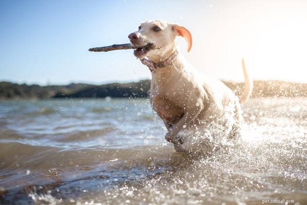 Indo para a praia com seu cachorro? Aqui estão nossas 5 principais dicas